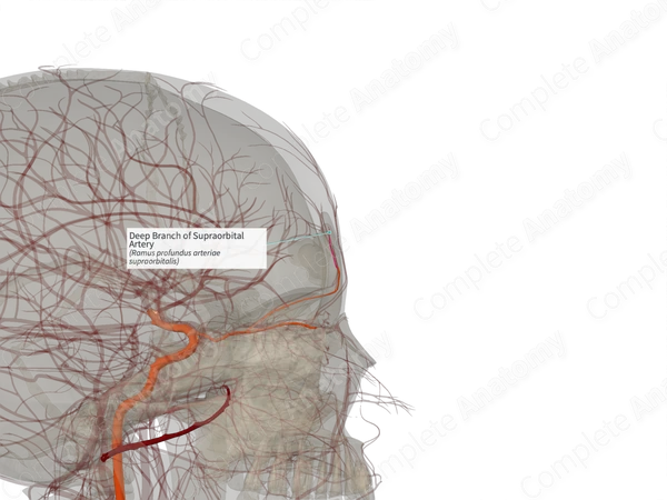 Deep Branch of Supraorbital Artery (Right)
