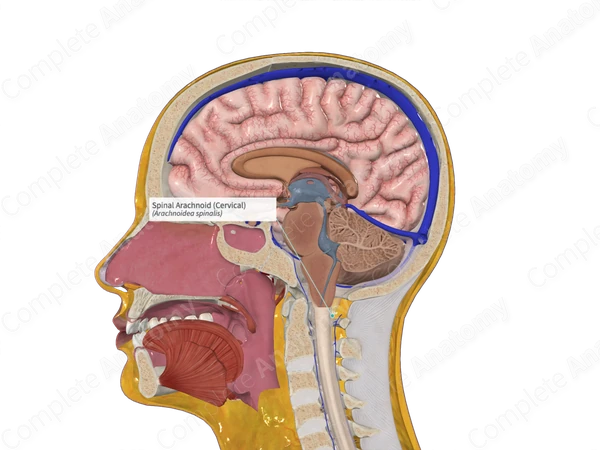 Spinal Arachnoid (Cervical)