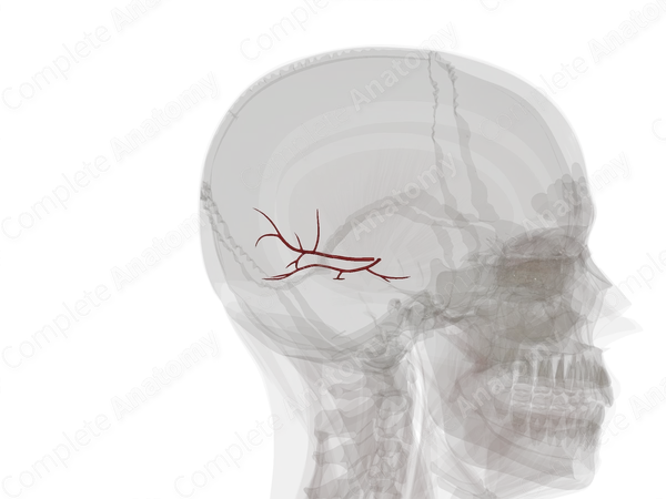 Branches of Posterior Cerebral Artery (Left)