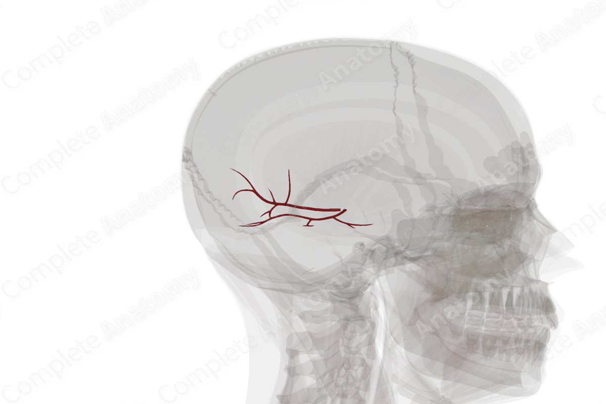 Branches of Posterior Cerebral Artery (Left)