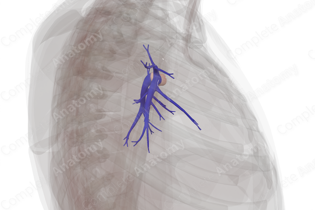 Pulmonary Arteries