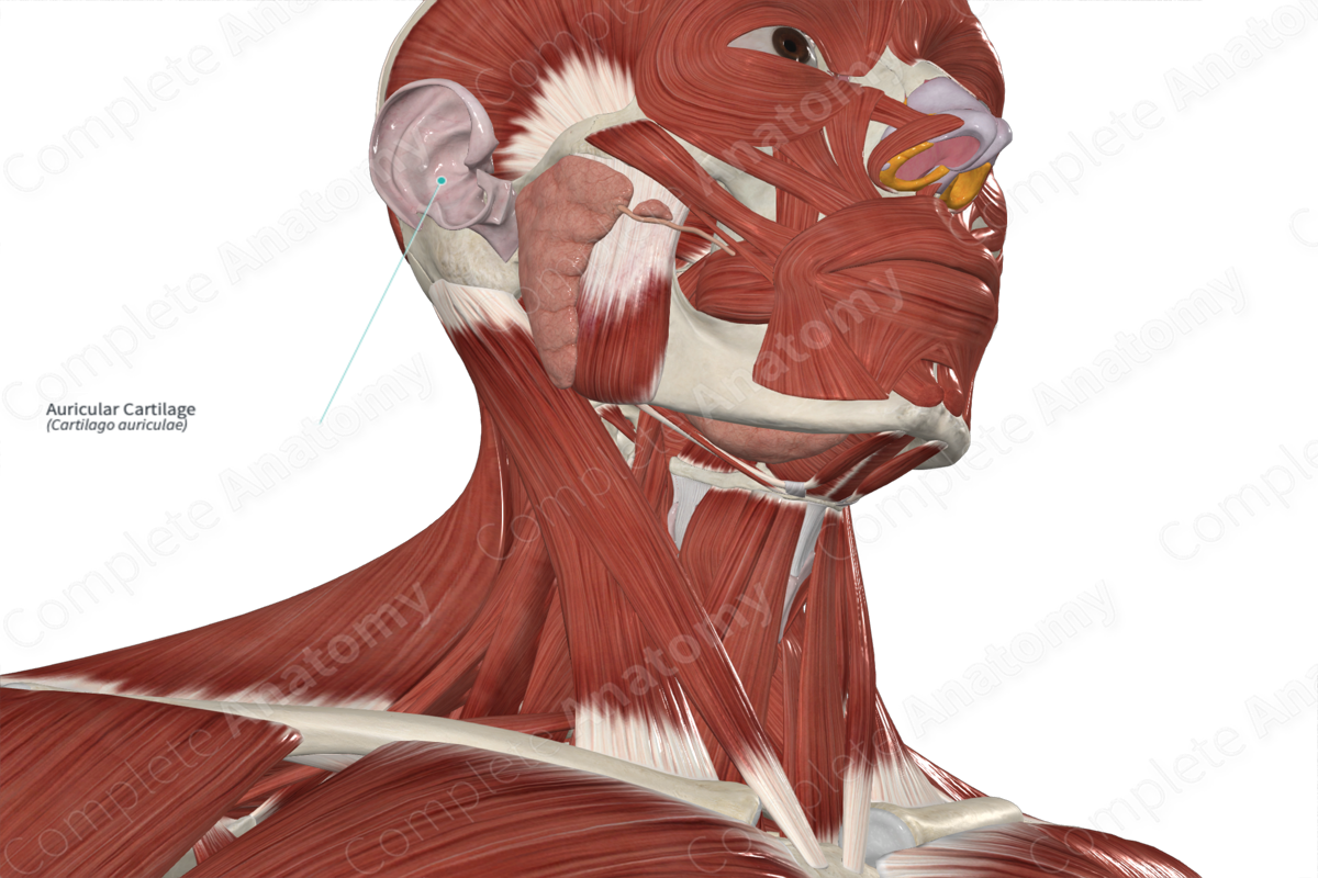Auricular Cartilage 