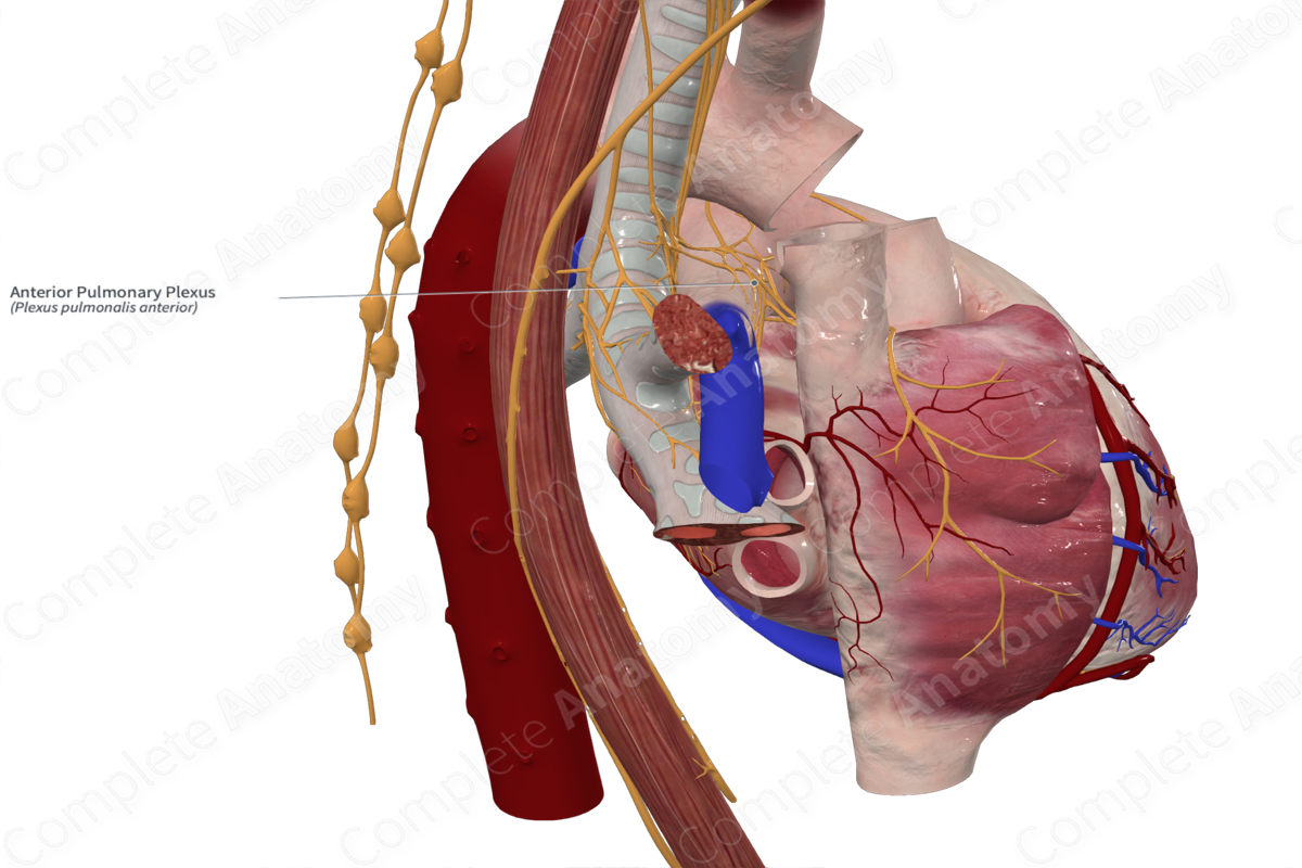 Anterior Pulmonary Plexus