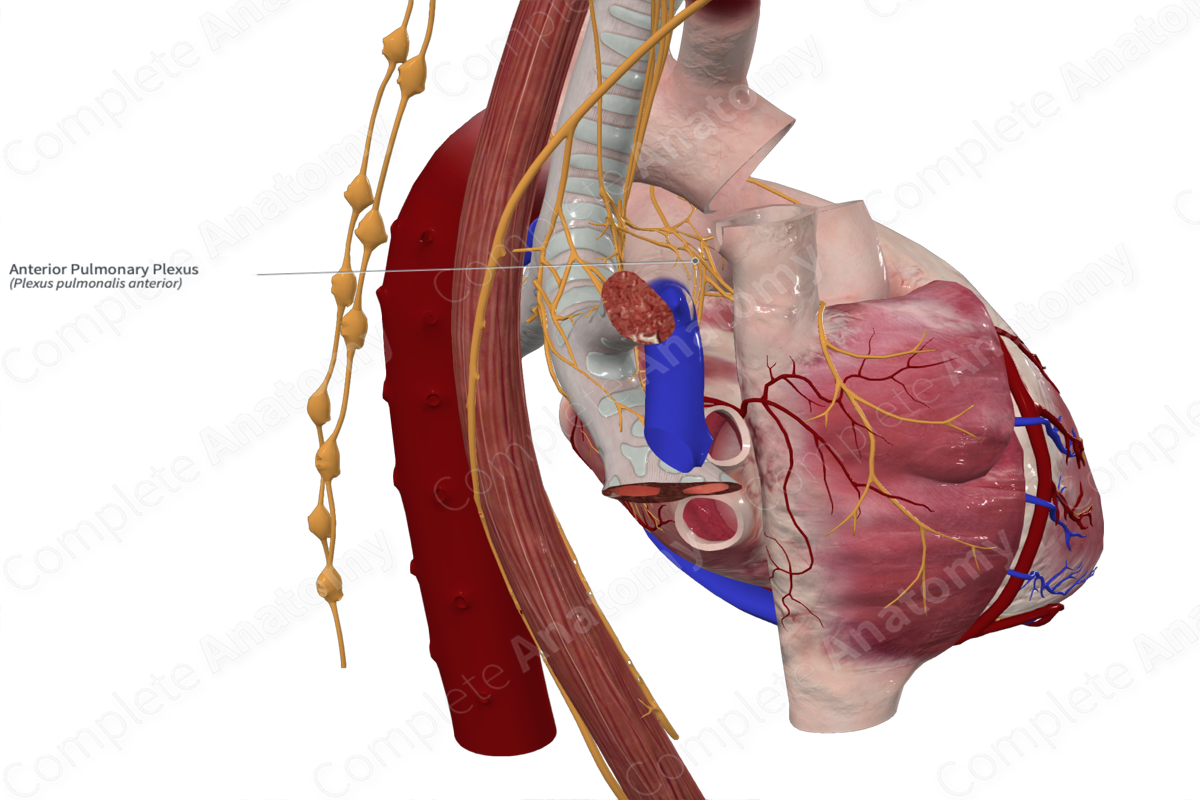 Anterior Pulmonary Plexus 