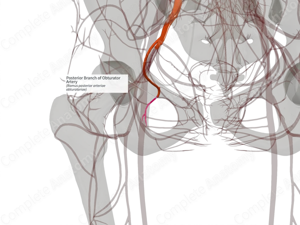 Posterior Branch of Obturator Artery (Right)