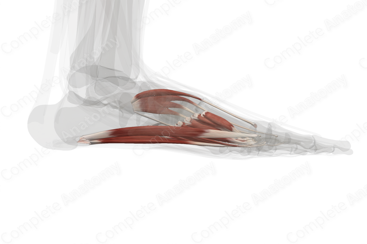 Muscles of Foot (Left)