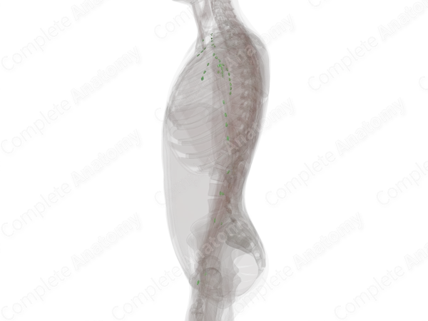 Lymph Nodes of Upper Limb (Left)
