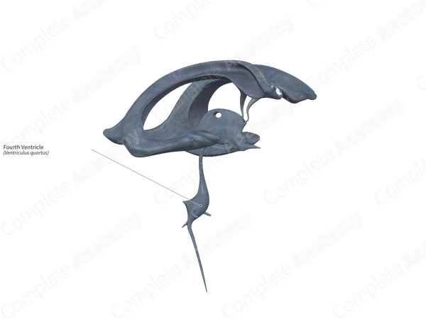 Fourth Ventricle