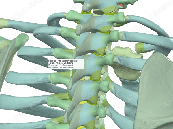 Superior Articular Process of Third Thoracic Vertebra (Right)