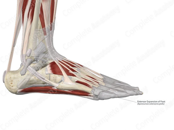 Extensor Expansion of Foot