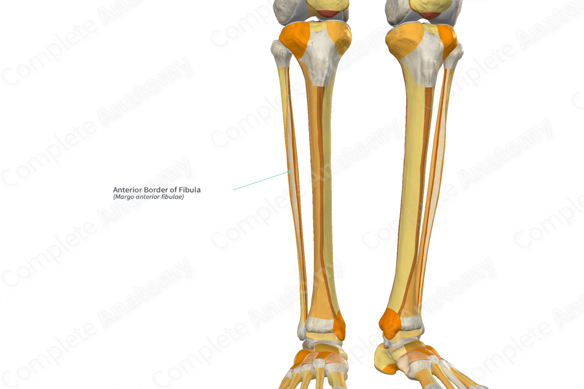 Anterior Border of Fibula | Complete Anatomy