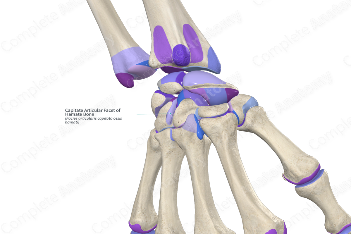 Capitate Articular Facet of Hamate Bone