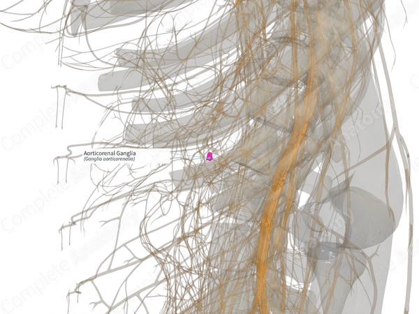 Aorticorenal Ganglia (Right)