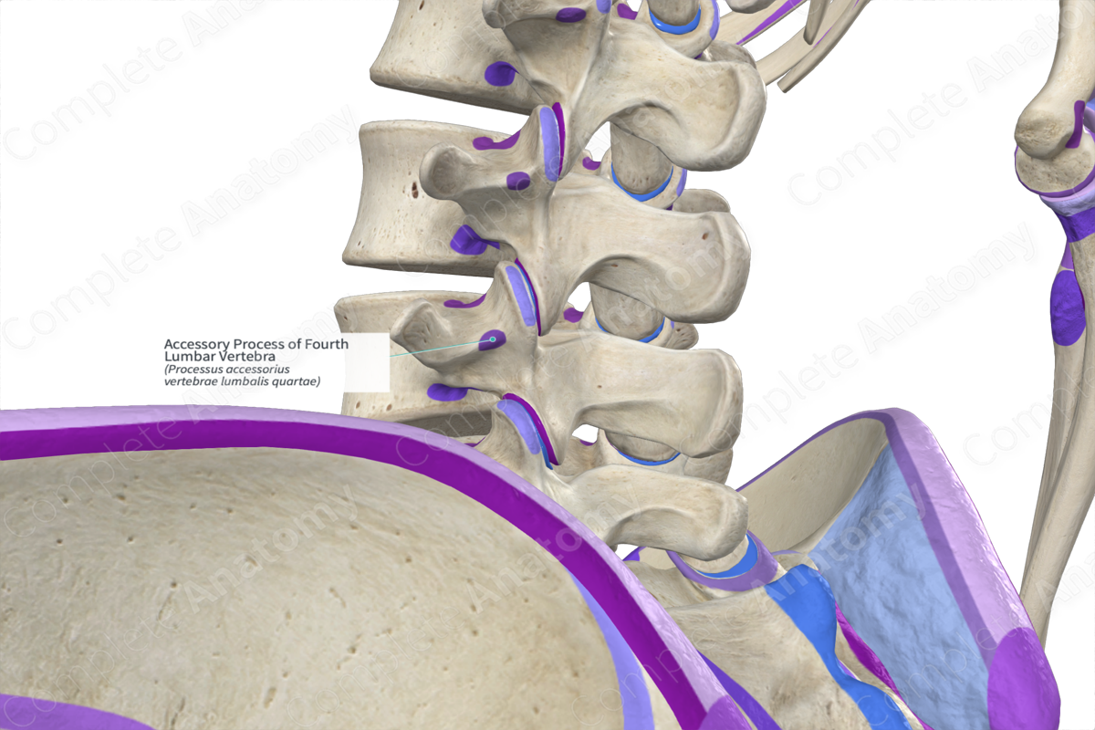 Accessory Process of Fourth Lumbar Vertebra (Left)