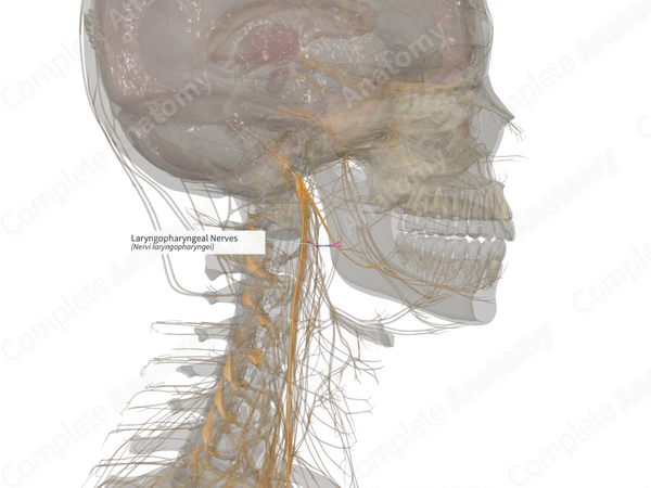 Laryngopharyngeal Nerves (Right)