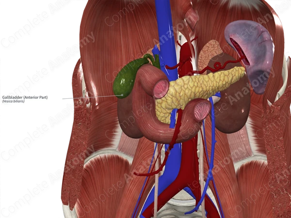 Gallbladder (Anterior Part)