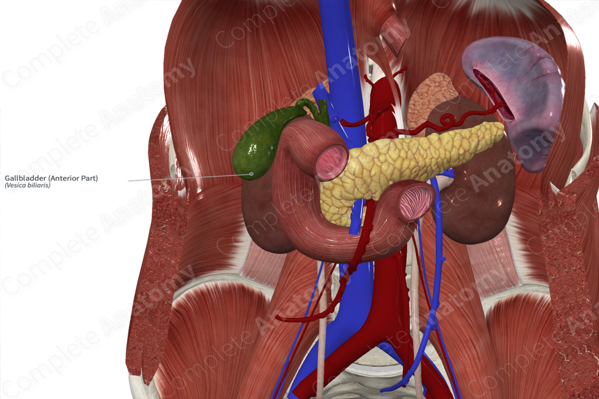 Gallbladder (Anterior Part)