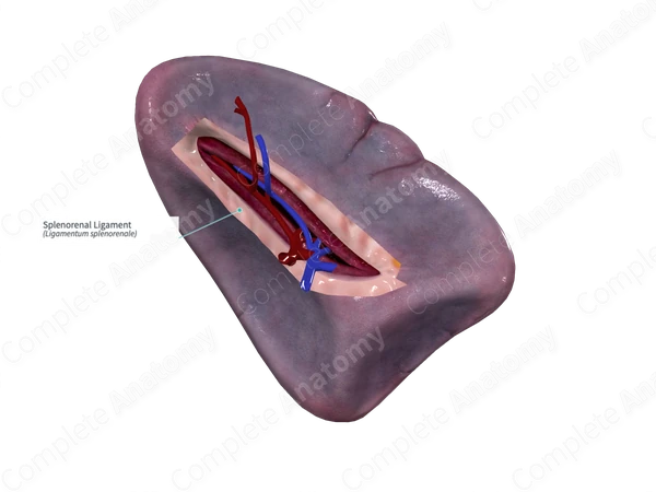 Splenorenal Ligament | Complete Anatomy