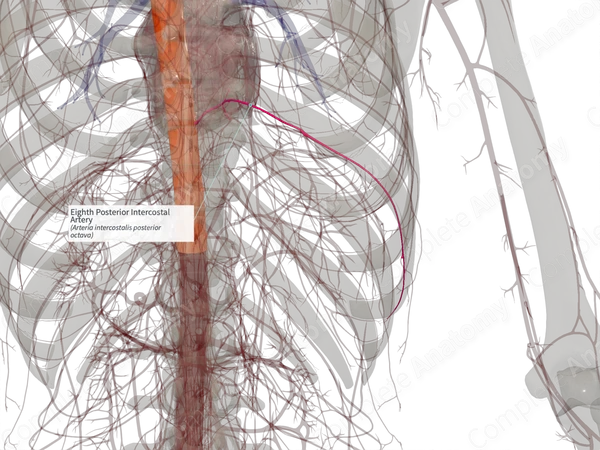 Eighth Posterior Intercostal Artery (Right)