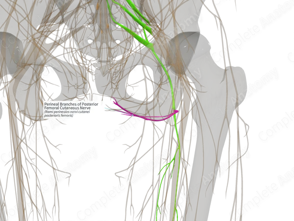 Perineal Branches of Posterior Femoral Cutaneous Nerve (Right)
