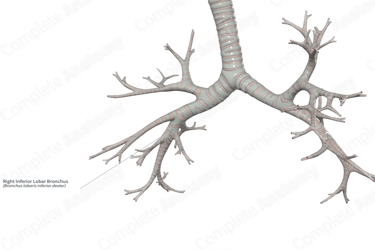 Right Inferior Lobar Bronchus