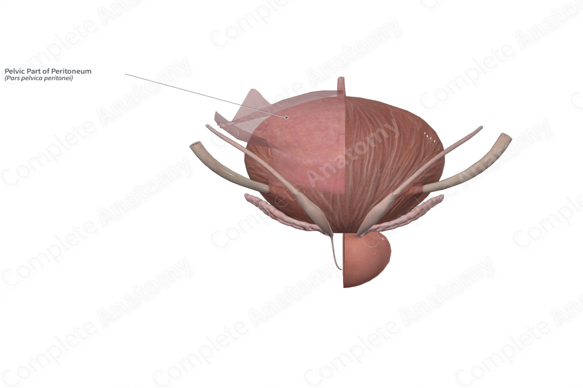 Pelvic Part of Peritoneum