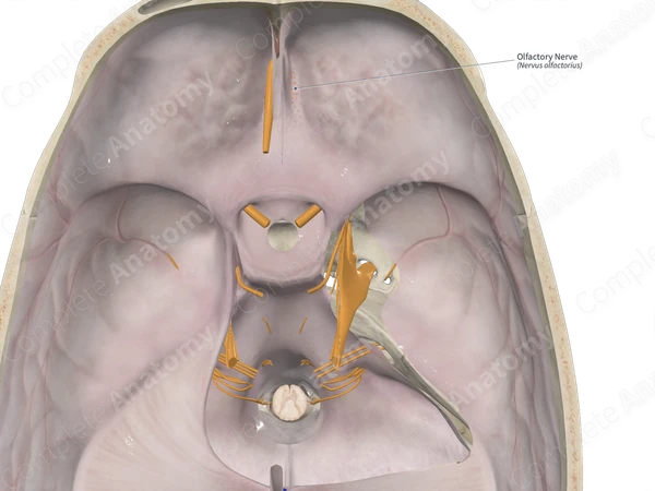 Olfactory Nerve