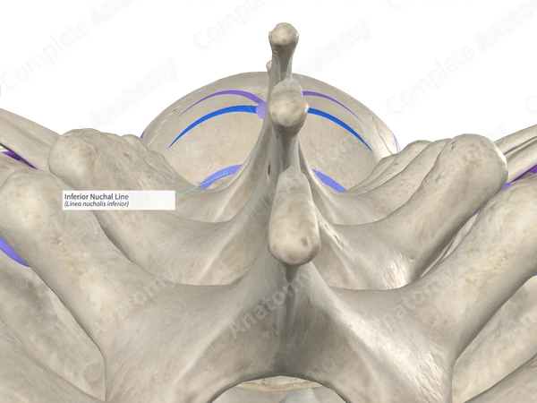 Inferior Nuchal Line (Right) | Complete Anatomy