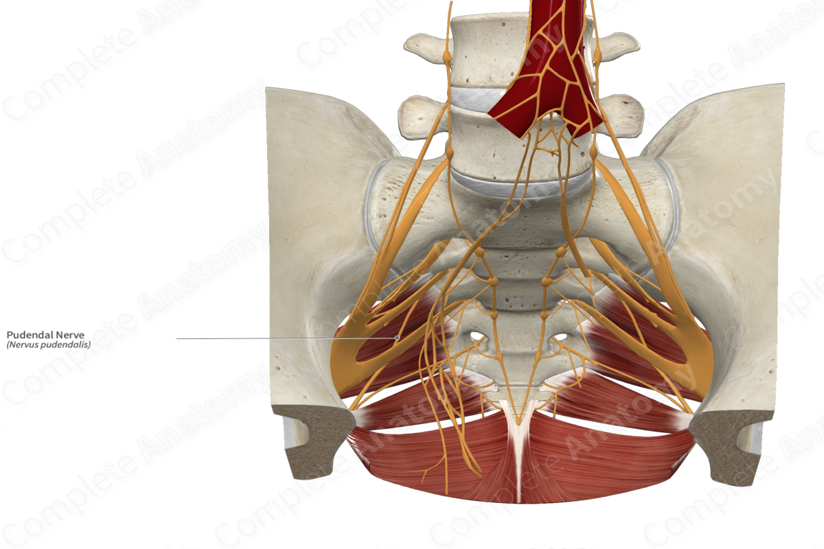 Pudendal Nerve 