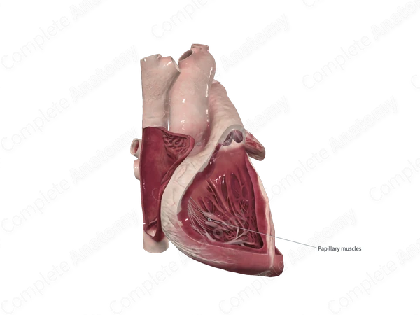Septal Papillary Muscle of Right Ventricle