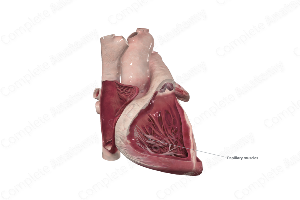 Septal Papillary Muscle of Right Ventricle