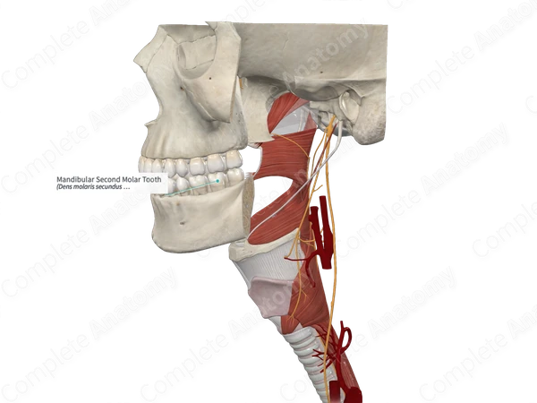 Mandibular Second Molar Tooth