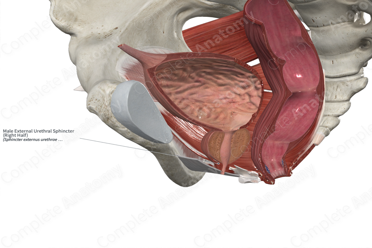 Male External Urethral Sphincter (Left Half)