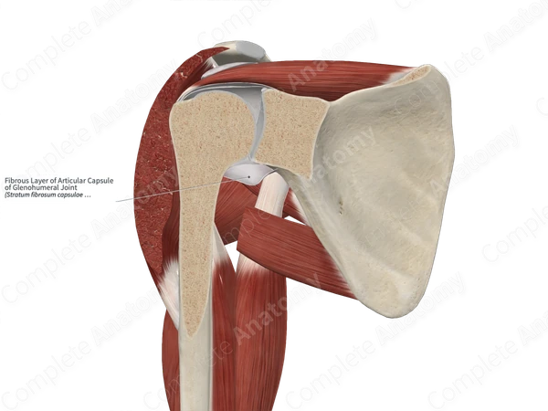 Fibrous Layer of Articular Capsule of Glenohumeral Joint 