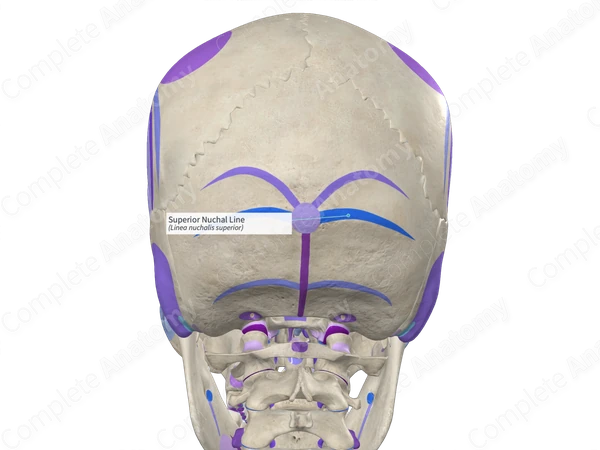 Superior Nuchal Line Right Complete Anatomy Superior Nuchal Line Right Complete Anatomy