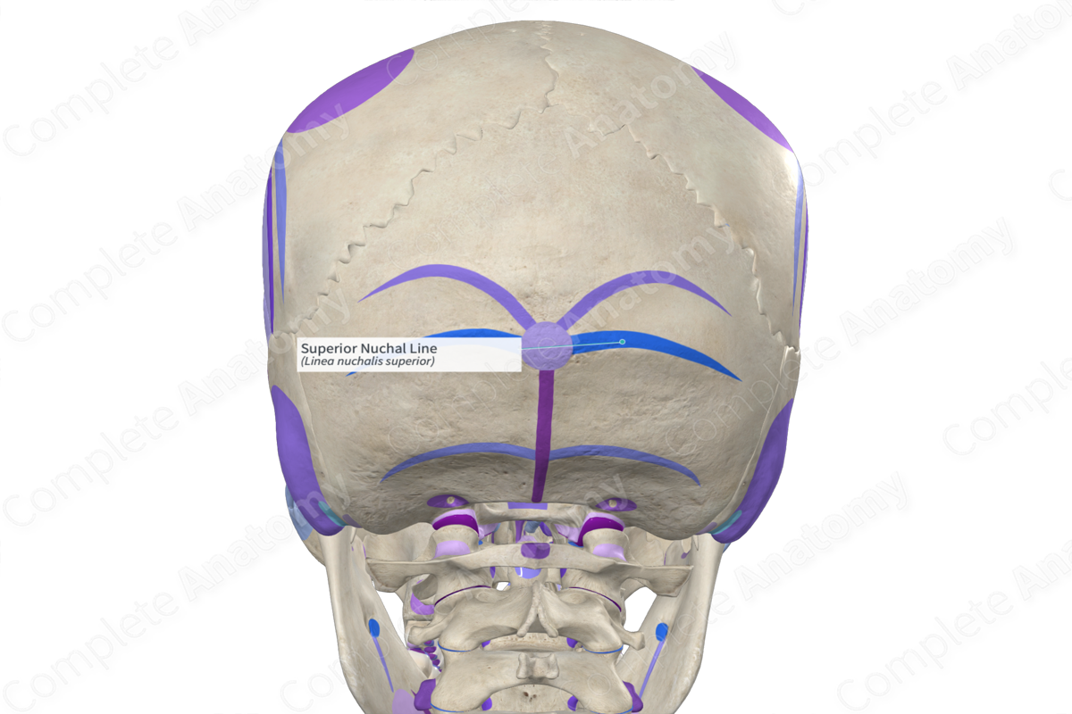 Superior Nuchal Line (Right) | Complete Anatomy