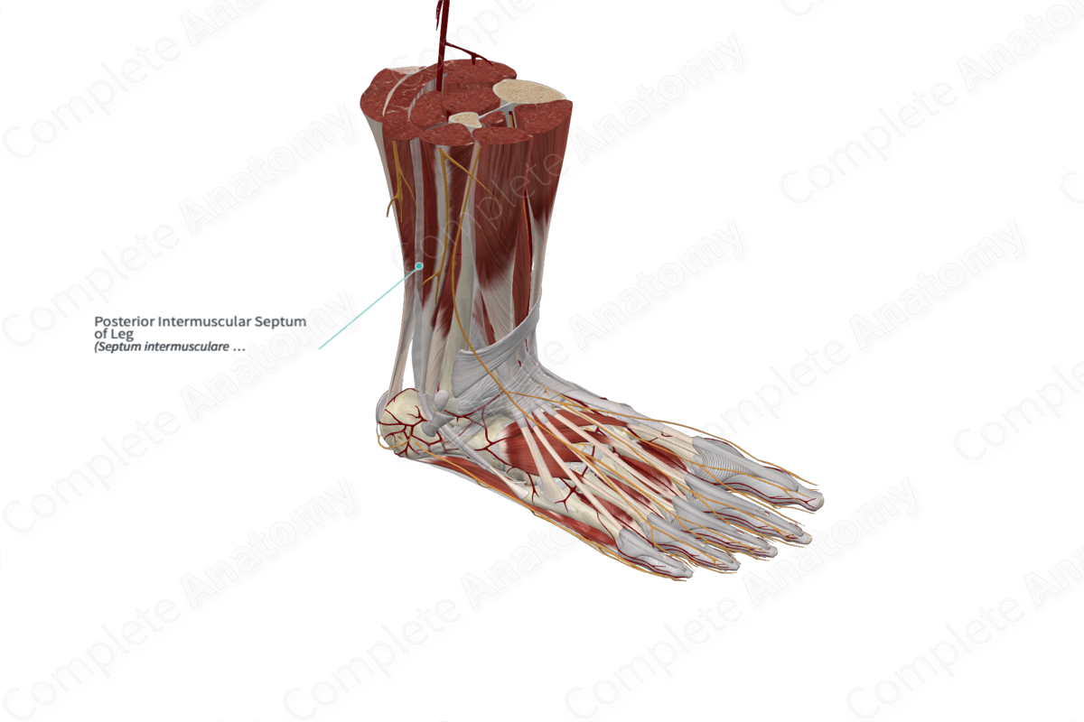 Posterior Intermuscular Septum of Leg 