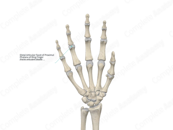 Distal Articular Facet of Proximal Phalanx of Ring Finger