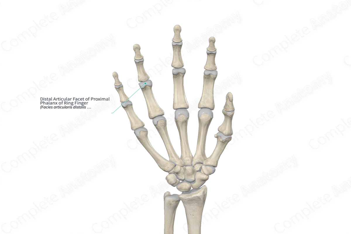 Distal Articular Facet of Proximal Phalanx of Ring Finger 