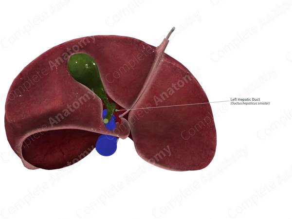 Left Hepatic Duct