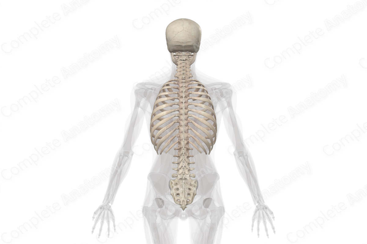 Axial Skeleton | Complete Anatomy