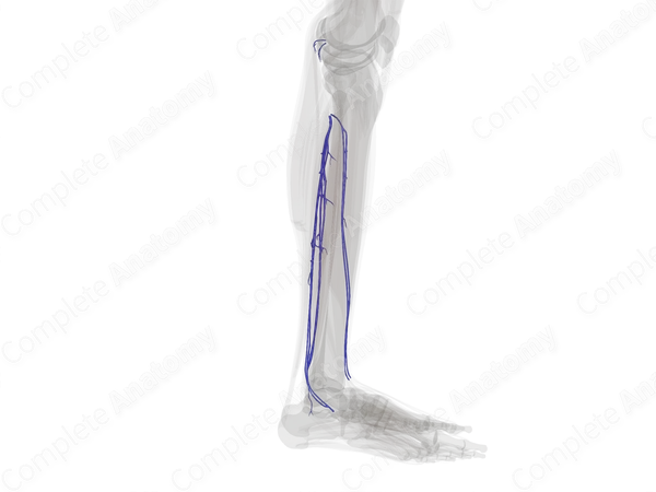 Deep Veins of Leg (Left)