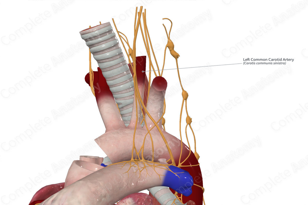 Left Common Carotid Artery