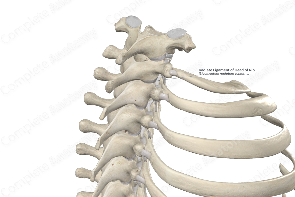 Radiate Ligament of Head of Rib 