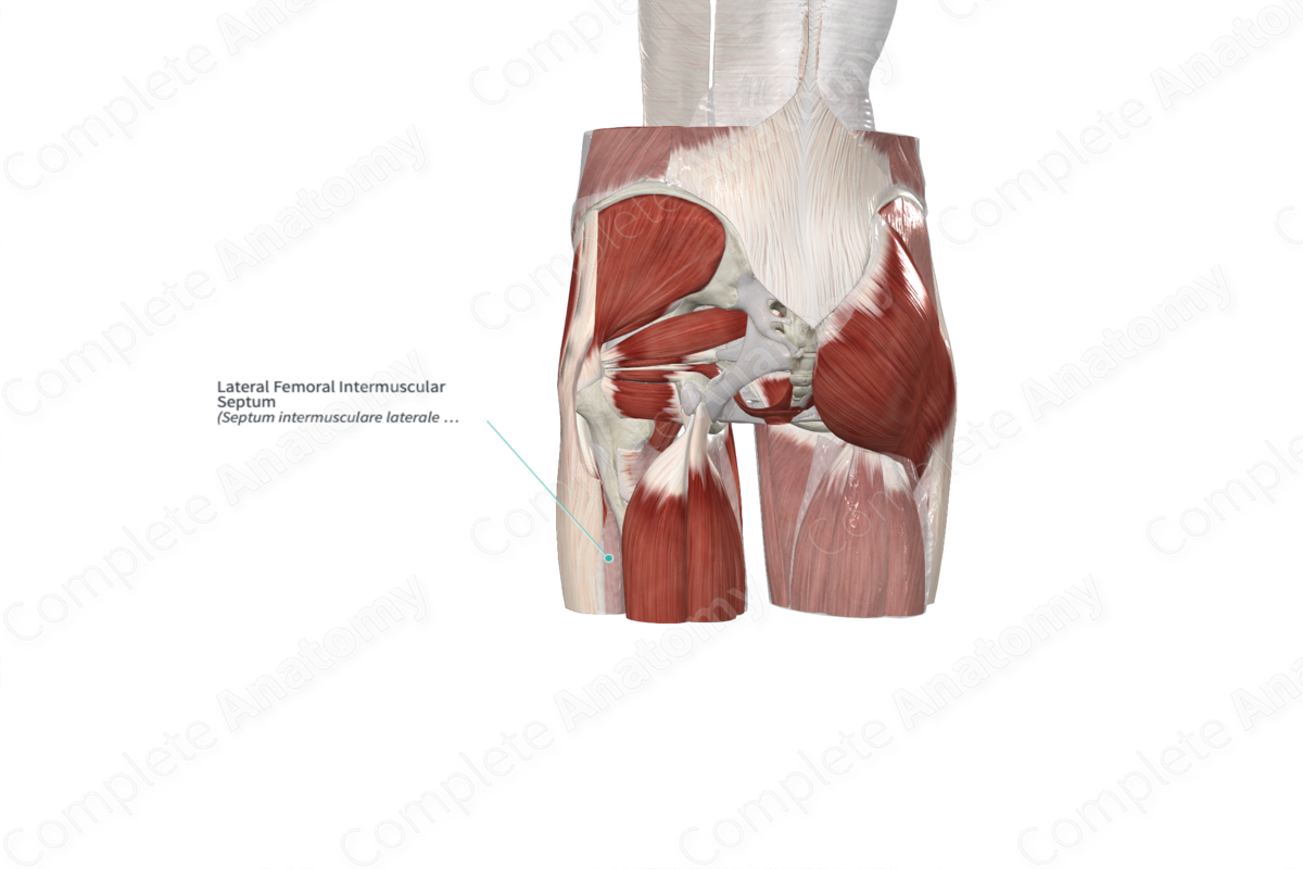 Lateral Femoral Intermuscular Septum 