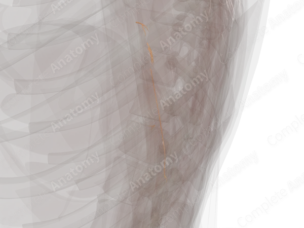 Muscular Branches of Radial Nerve (Arm, Right)