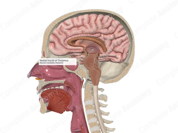 Medial Nuclei of Thalamus 