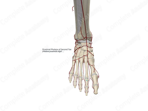 Proximal Phalanx of Second Toe