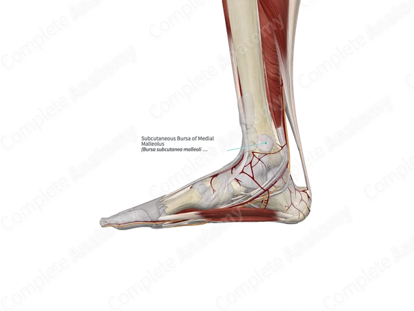 Subcutaneous Bursa of Medial Malleolus