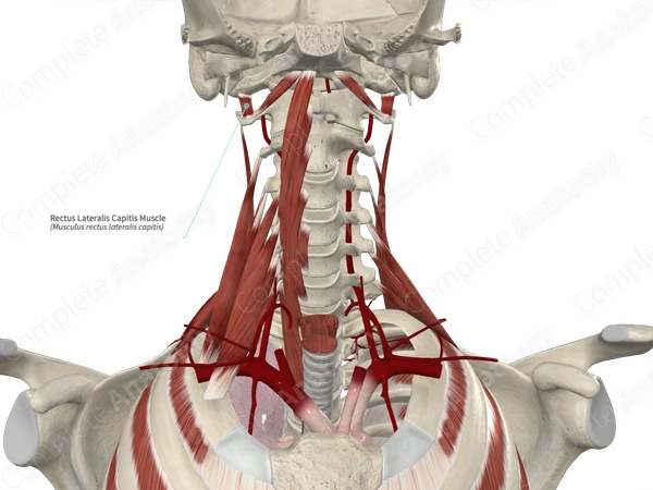 Rectus Lateralis Capitis Muscle 
